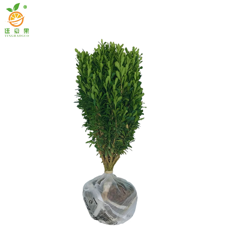 廷豪果 瓜子黄杨 高30-40cm /棵