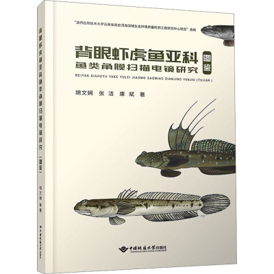 背眼虾虎鱼亚科鱼类角膜扫描电镜研究(图鉴)