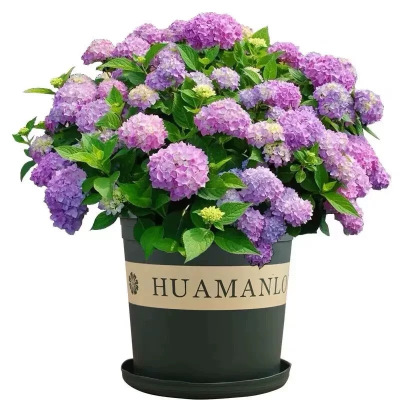 诚智旺 绣球花 XQH-1 /棵