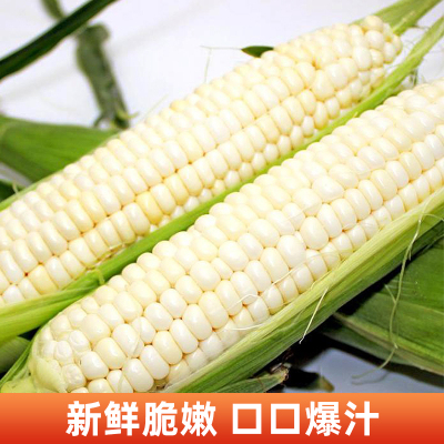 [西沛生鲜]新鲜云南白糯玉米 净重3斤 黏玉米甜糯玉米袋装粘玉米黄糯玉米现摘