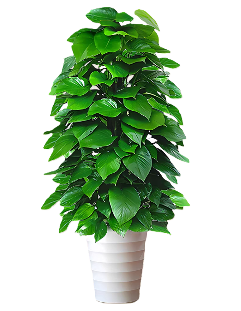 诚智旺 一年生绿萝柱 180cm / 盆