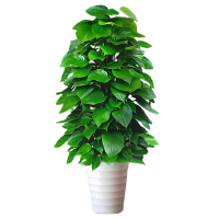 诚智旺 一年生绿萝柱 180cm / 盆