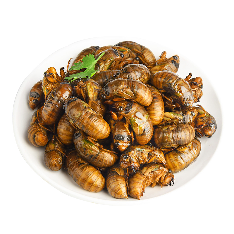 [中华特色]徐州馆 新鲜知了猴50只 生蝉爬叉大沙河生鲜知了龟 速冻