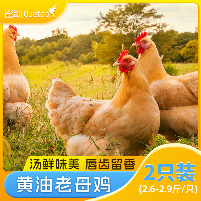 雀淘 皖南黄油老母鸡2.6-2.9斤/只 2只装 新鲜现杀速冻净膛竹林放养健康农产品顺丰发货