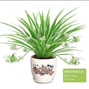 [补贴10%]金边吊兰盆栽花卉植物室内花净化空气绿植水培垂吊客厅甲醛阳台