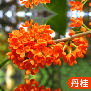 [补贴10%]桂花树苗盆栽四季桂室内植物庭院盆景地栽花卉大树耐寒好养不怕