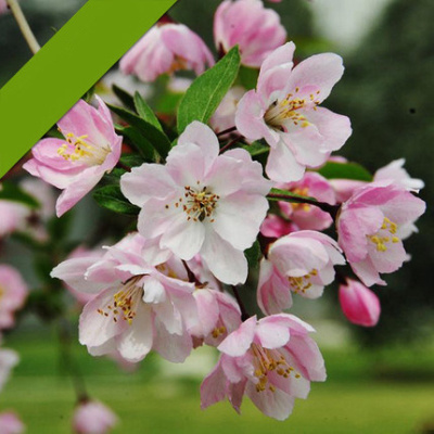 子暄垂丝海棠盆栽办公室内外盆栽海棠花苗花卉植物当年开花4年大苗