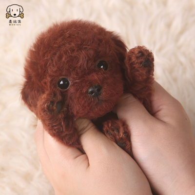 麦比佳 泰迪犬幼犬 泰迪犬狗狗活体 茶杯犬泰迪宠物狗小体玩具型长不大微小体贵宾犬 泰迪贵宾杯子狗视频挑选