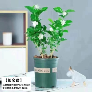 [补贴10%]茉莉花苗盆栽水培带花苞九里香栀子花卉绿植物四季开花室内鲜花