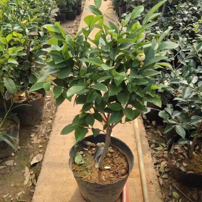 回固苗盆栽浓香型四季花卉植物庭院阳台当年开花四季常青耐寒独杆六年苗品种备注-不含盆