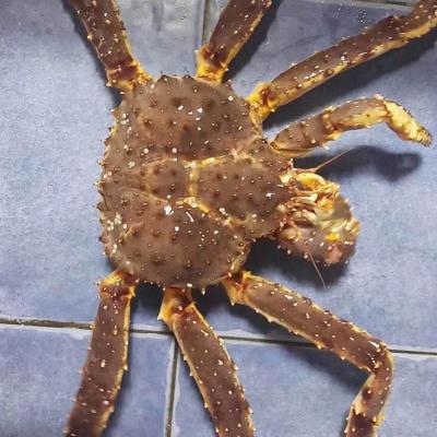 帝王蟹价格 帝王蟹最新报价 帝王蟹多少钱 苏宁易购