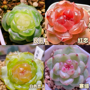 [补贴10%]新款多肉植物盆栽组合侧影纯爱红蜻蜓新手好养耐寒办公肉肉防辐射