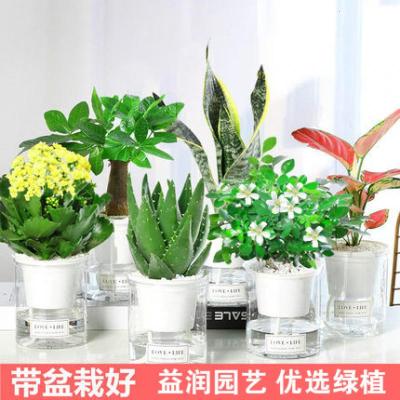 回固发财树绿植栀子花卉桌面小盆栽芦荟多肉植物水培绿萝办公室内好养3盆任选备注品种-+营养液喷壶带盆栽好