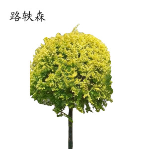 路轶森 黄金榆树苗 5公分 棵