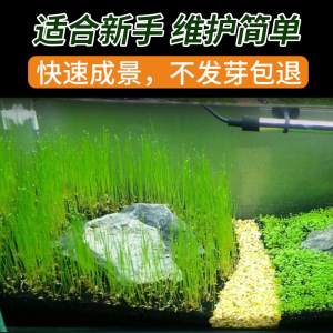 [补贴10%]鱼缸水草种子生态造景套餐植物种籽孑水培阴性真草盆栽装饰牛毛