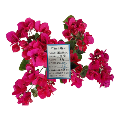 海铁科技三角梅1米高/盆