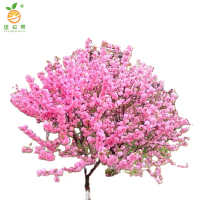 廷豪果 榆叶梅 粗4公分 /棵