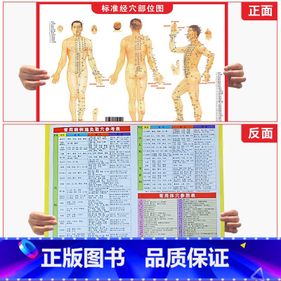 人体肌肉神经解剖挂图 [正版]标准经穴部位图 含 经络图 常见病历灸取穴参考表 常用体穴参考表艾灸注意事项人体肌肉神经解