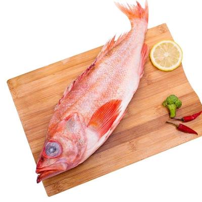 深海石斑鱼排行榜