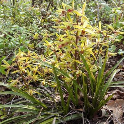 秦岭野生兰花苗蕙兰春兰下山兰带花苞耐寒绿植物花卉观赏盆栽盆景