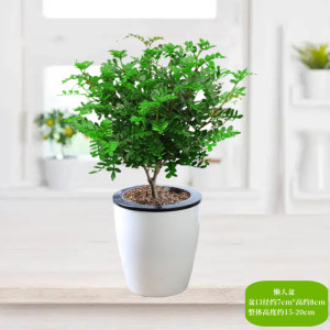 [补贴10%]清香胡椒木盆栽花卉室内外驱蚊草植物树苗老桩盆景九里香绿植客厅