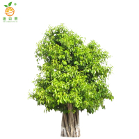 廷豪果 榕树 1.5-2米 /棵