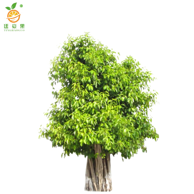 廷豪果 榕树 1.5-2米 /棵