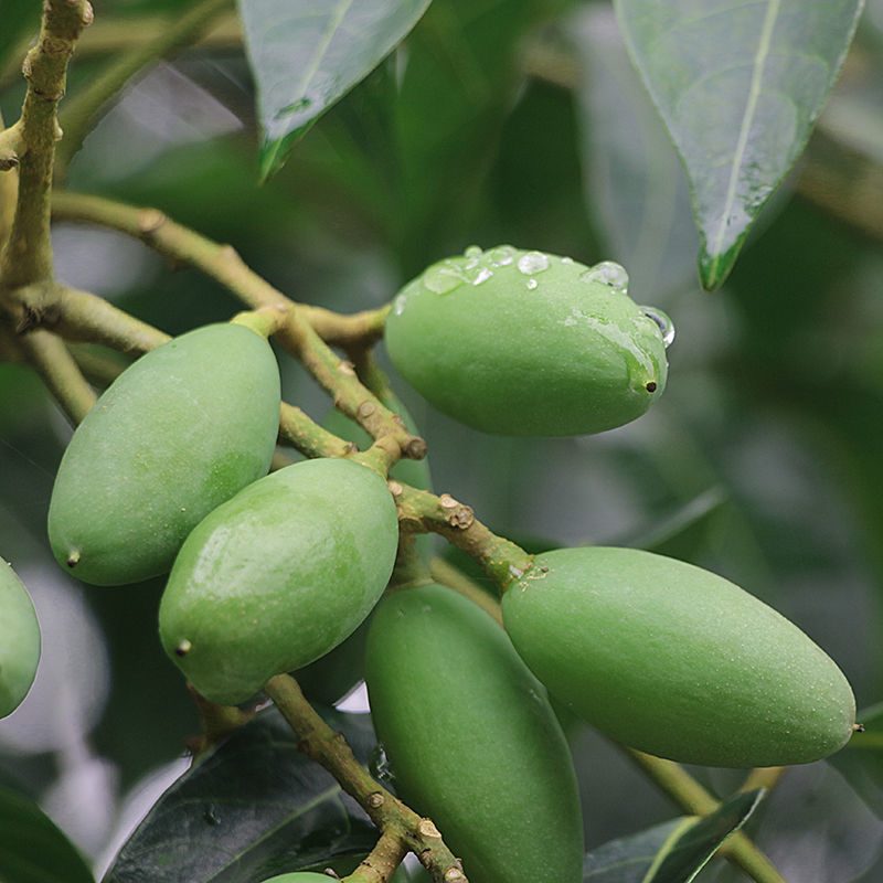 橄榄水果现摘新鲜青橄榄青果橄榄煲汤泡酒潮汕特产青橄榄生果 买2斤送
