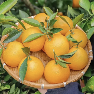 湖北屈乡精品桃叶橙脐橙时令水果新鲜水果年货三峡长江边咪咪甜橙中贵族桃叶橙