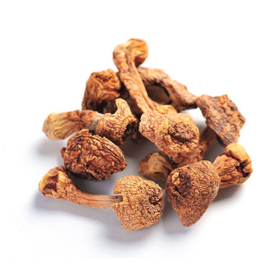 湖北三峡深山屈乡姬松茸55g/罐食用菌甄选蘑菇松茸新货无熏硫湖北特产新鲜营养 55G