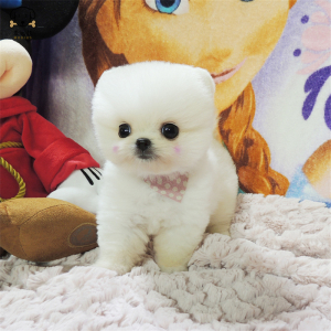 麦比佳狗狗活体纯种博美犬幼犬哈多利系球体博美俊介狗长不大茶杯犬玩具型迷你袖珍博美宠物狗微小体杯子狗 视频挑选