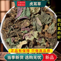 甄选虎耳草100克正品货高山虎耳草干虎姬虎耳草虎耳草9260