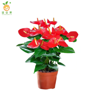 廷豪果 红掌盆栽 XZ-1466# /盆