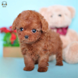 麦比佳 泰迪犬活体狗狗幼犬纯种血统级长不大卷毛泰迪熊犬玩具型标准型微小体 茶杯犬泰迪贵宾富贵狗视频挑选