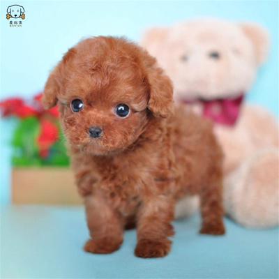 麦比佳 泰迪犬活体狗狗幼犬纯种血统级长不大卷毛泰迪熊犬玩具型标准型微小体 茶杯犬泰迪贵宾富贵狗视频挑选
