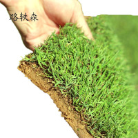 路轶森 马尼拉草皮 100*100cm 平方米