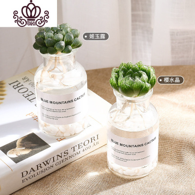 多肉植物水晶寿价格 多肉植物水晶寿最新报价 多肉植物水晶寿多少钱 苏宁易购