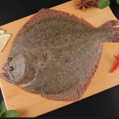 赛卡伊 [不鲜包退]多宝鱼新鲜比目鱼陵鲆鱼海捕新鲜活冻海鲜八宝鱼 3