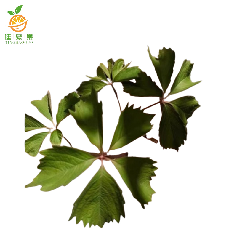 廷豪果 爬山虎 10-30cm /株