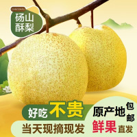 安徽砀山酥梨梨子净重4.5斤新鲜当季果园直采砀山脆梨水果送礼公司福利采购