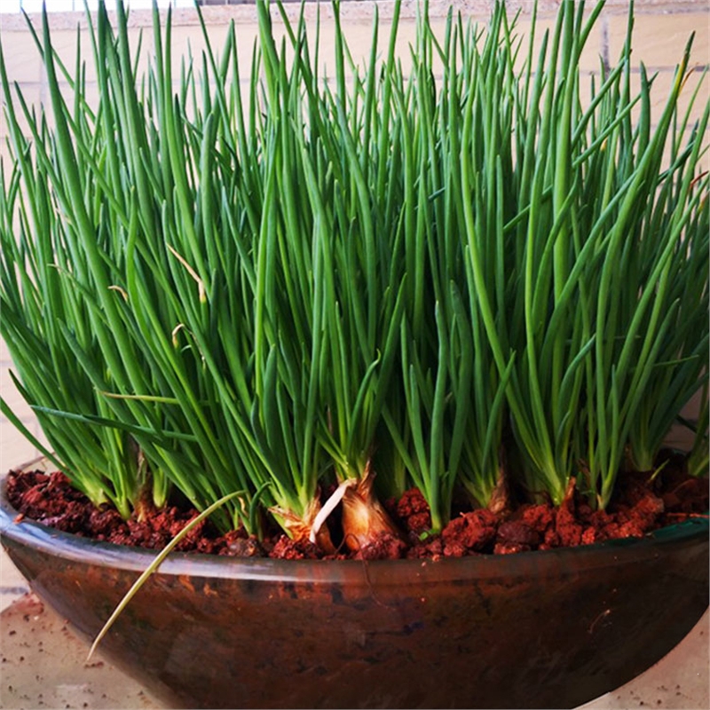 花知趣四季小香葱种头火葱红头葱苗盆栽种子种籽孑小葱红葱火葱头苗