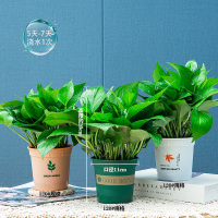 [补贴10%]绿萝盆栽除甲醛净化空内水培花卉绿植新房家用吸甲醛客厅好养