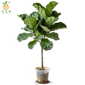 廷豪果 家养琴叶榕 50-70cm 盆