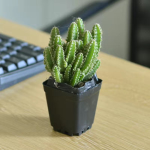 [补贴10%]聚财山多肉植物仙人掌盆栽客厅绿植花卉室内办公室桌面好养吸甲醛