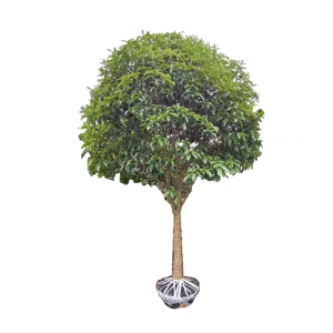 诚智旺 银桂树 6公分 /棵