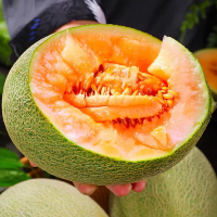 [西沛生鲜]新鲜哈密瓜 净重4.5斤 1-3个 应季水果 新鲜甜瓜 鲜果