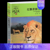 红飘带狮王 [正版]混血豺王沈石溪小学四年级五年级全集全套书浙江少年儿童出版社非注音版完整版动物小说大王品藏书系小学生课