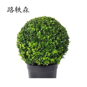 路轶森 冬青球 80-110cm 棵