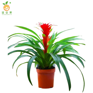 廷豪果 鸿运当头15株盆栽 XZ-1790# /盆