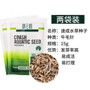 鱼缸装饰水种子缸造景牛毛种子对叶水泥前景真